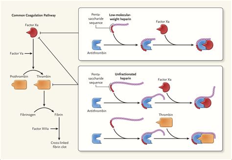 Heparin Resistance — Clinical Perspectives and Management Strategies | NEJM