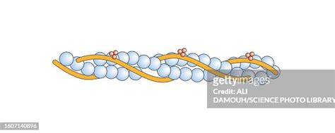 Actin Filament Structure Illustration High-Res Vector Graphic - Getty ...