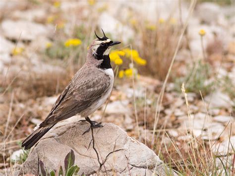 Horned Lark (Eremophila alpestris penicillata)