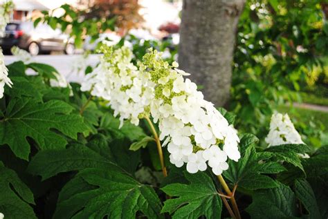 Snow Queen Hydrangea For Sale Online | The Tree Center