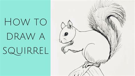 Beginners - how to draw a squirrel - YouTube