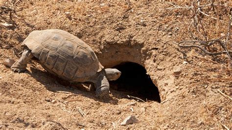 Desert Tortoise Wins as SCE Goes the Extra Mile to Protect Endangered Species | Edison ...