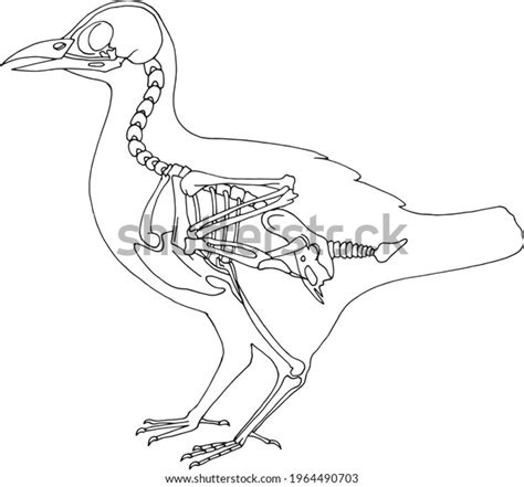 2,117 Skeleton Bird Tattoo Images, Stock Photos & Vectors | Shutterstock