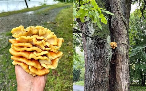 Fried Chicken of the Woods – FUNGIWOMAN