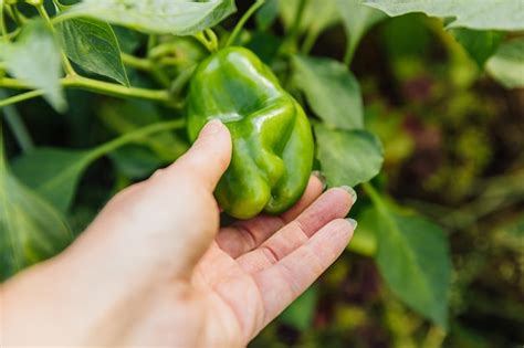 Premium Photo | Female farm worker hand harvesting green fresh ripe organic bell pepper in garden