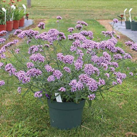 50 Purple Top Royal Verbena Seeds - Welldales