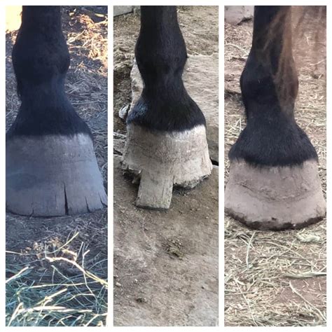 Wild Horse Hoof Care & Maintenance - Helpful Horse Hints