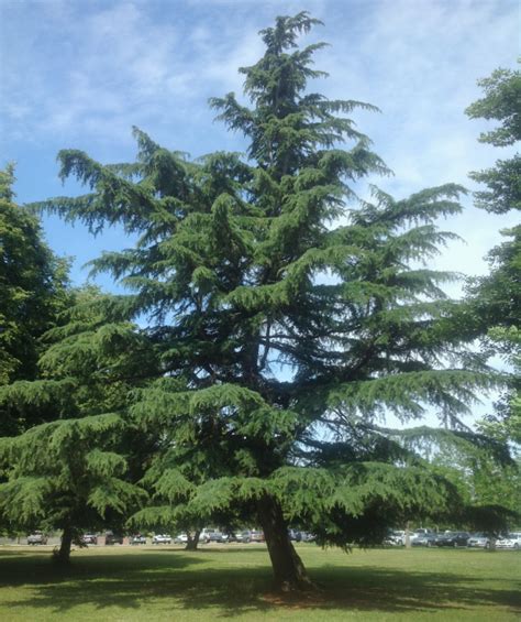 Deodar cedar - Sacramento Tree Foundation