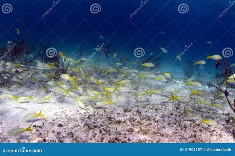 School of tropical fish stock image. Image of fish, aquatic - 31901107