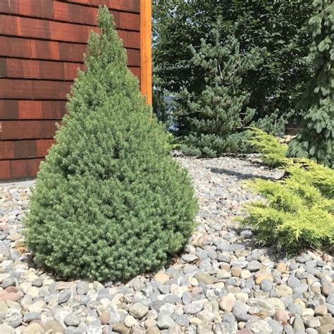 Dwarf Alberta Spruce | Elegant Evergreen Tree — PlantingTree.com