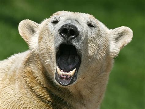 180+ Polar Bear Mouth Open Stock Photos, Pictures & Royalty-Free Images - iStock