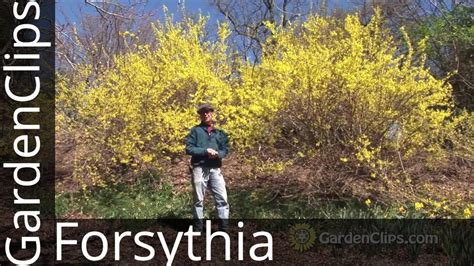 Forsythia - How to grow Forsythia - How not to prune Forsythia #forsythia - YouTube