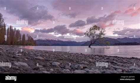 Sunrise at the Wanaka Tree Stock Photo - Alamy