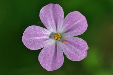 LITTLE PURPLE FLOWERS