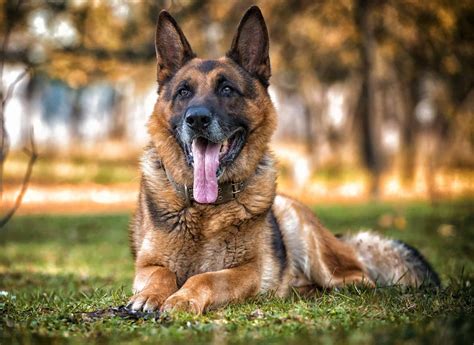 The German Shepherd Life Span and all you need to know - K9 Web