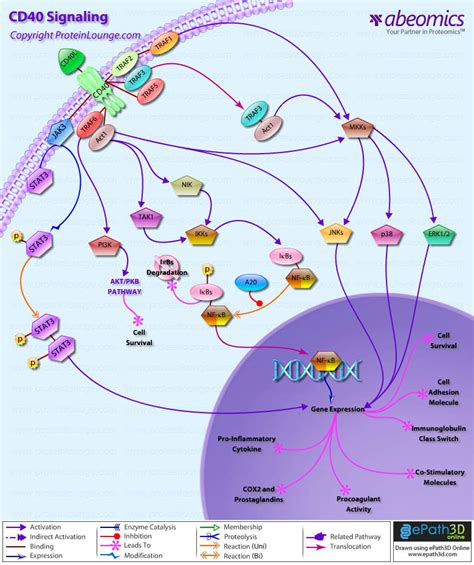 CD40 Signaling Pathway