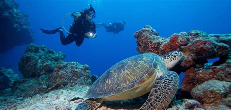 Maldives Diving - Scuba Diving Maldives - Dive Maldives