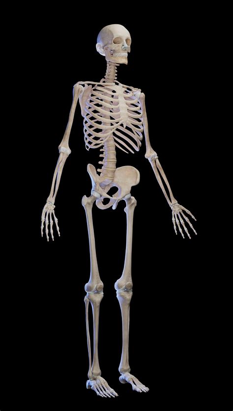 Medically accurate 3d model of the male skeleton | Human skeletal ...