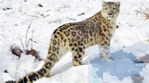 Katon-Karagai National Park Spots Snow Leopard Family (Video) - The Astana Times