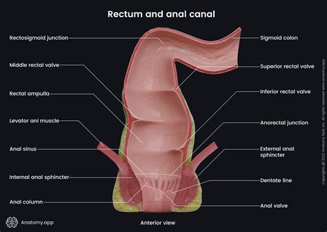 Rectum | Encyclopedia | Anatomy.app | Learn anatomy | 3D models ...