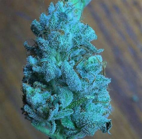 Blue Frost Weed Strain Information | Leafly