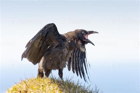 corvus corax, iceland 717098 Stock Photo at Vecteezy