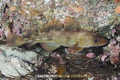 Atlantic Cod Pictures - images of Gadus morhua near Rorvik, Norway ...