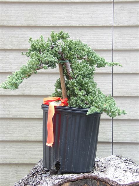 Japanese Dwarf Juniper Pre Bonsai gallon pot