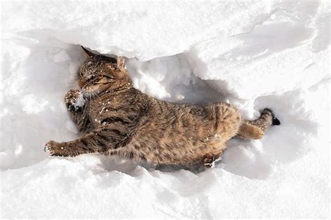 Cat playing in the snow Funny Animal Videos, Funny Animals, Cute ...