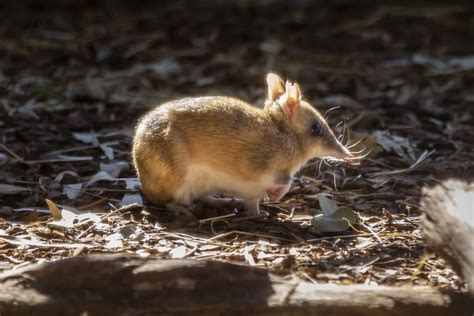 The Eastern Barred Bandicoot Has Been Saved From The Brink Of Extinction