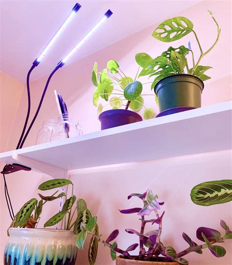 An Easy Guide to Natural Light for Indoor Plants | Sprouts and Stems