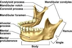 Condyloid Process And Mandibular Condyle