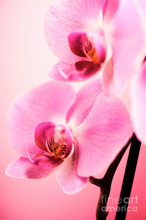 Pink Orchid Closeup Photograph by Jelena Jovanovic - Fine Art America