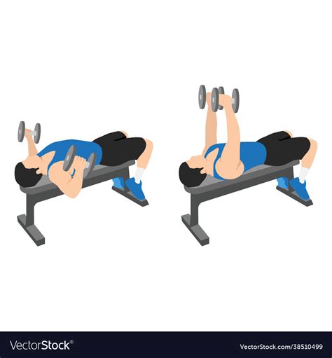 Man doing flat bench dumbbell flyes exercise Vector Image