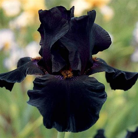 11 Gorgeous Black Flowers From Around The World - Ferns N Petals