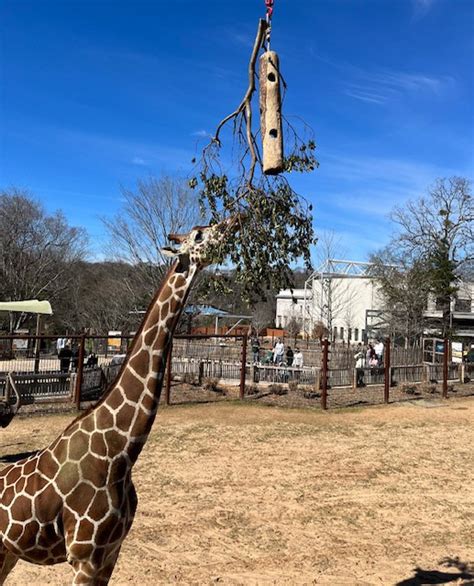 A new giraffe greeting - Zoo Atlanta