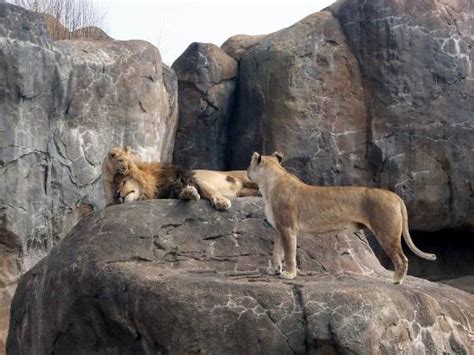 Sedgwick County Zoo (Wichita) - Lo que se debe saber antes de viajar - TripAdvisor