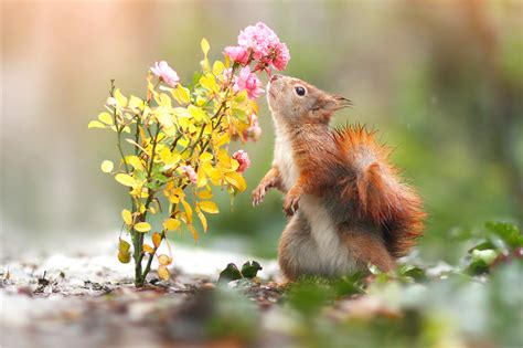 Want some flowers? Cute animal pics for Women's Day - chinaculture.org