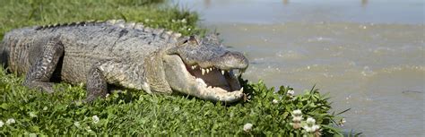 Swamps in Louisiana | Louisiana Travel