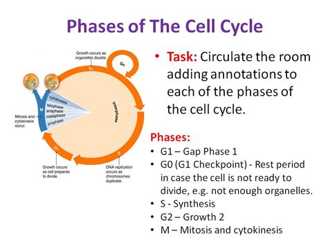 Three Stages Of Cell Cycle