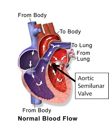 Atrioventricular Valve Function