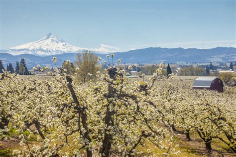 10 fun things to do in Parkdale Oregon - The Gorge Guide