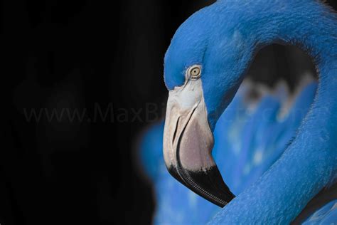 Why Are Flamingos Blue – When That’s Impossible – Welcome to MaxBirdFacts.com!!!