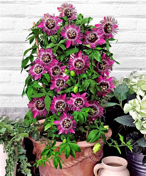 24 Best Vines for Containers | Climbing Plants For Pots | Balcony ...