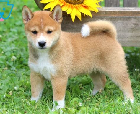 Shiba Inu Puppies For Sale | Puppy Adoption | Keystone Puppies