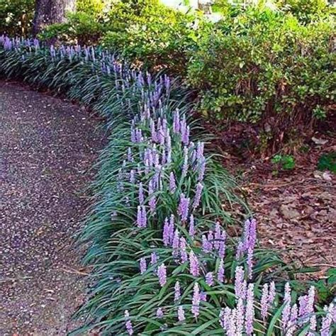 Super Blue Liriope Ground Cover Mass Bedding Erosion Control - Etsy