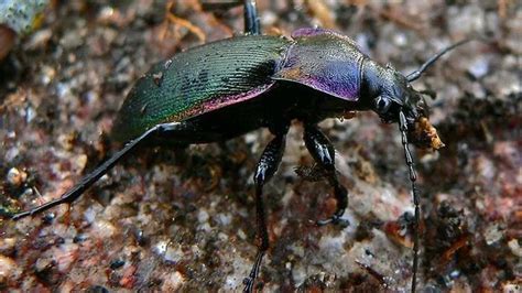 Fun Violet Ground Beetle Facts For Kids | Kidadl