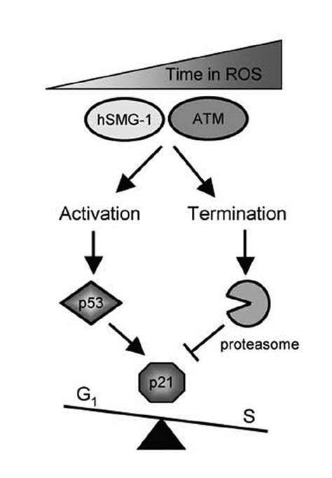 Model of p21-dependent cell cycle arrest during oxidative stress | Download Scientific Diagram