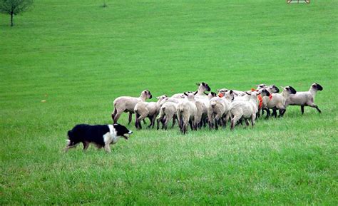 Shepherds turned into sheepdogs