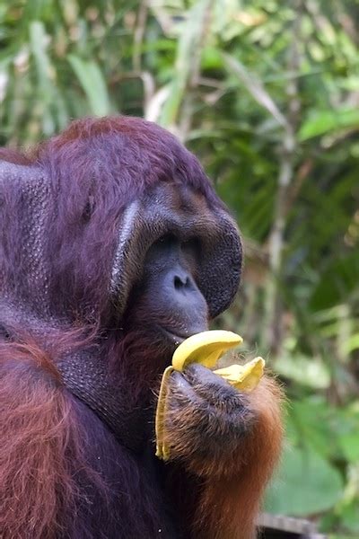 Orangutan Feeding - Animal Facts and Information